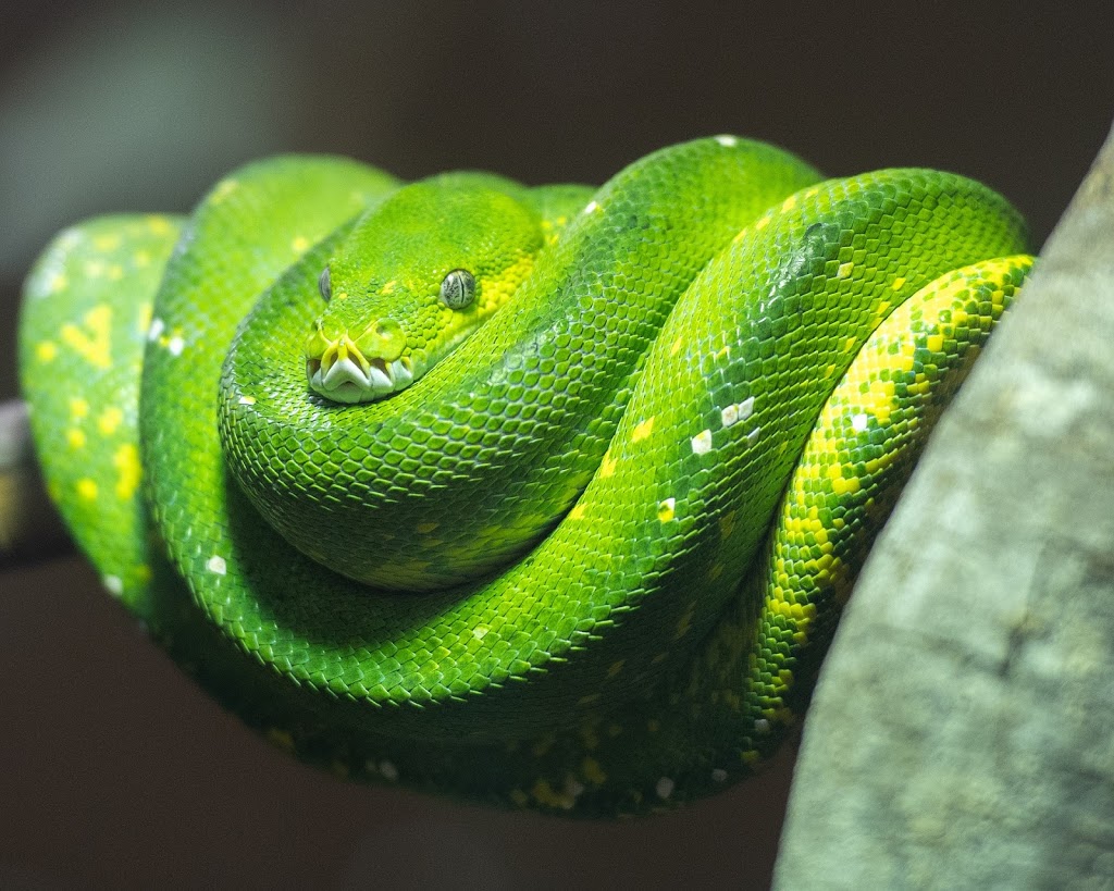 SEQ Snake Catchers | zoo | 24 Prescot St, Waterford West QLD 4133, Australia | 0476288931 OR +61 476 288 931