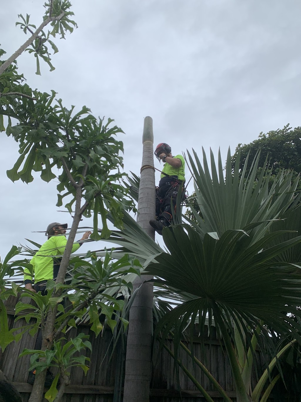 Dans Tree Experts | 220 Avalon Rd, Sheldon QLD 4157, Australia | Phone: 0466 270 743