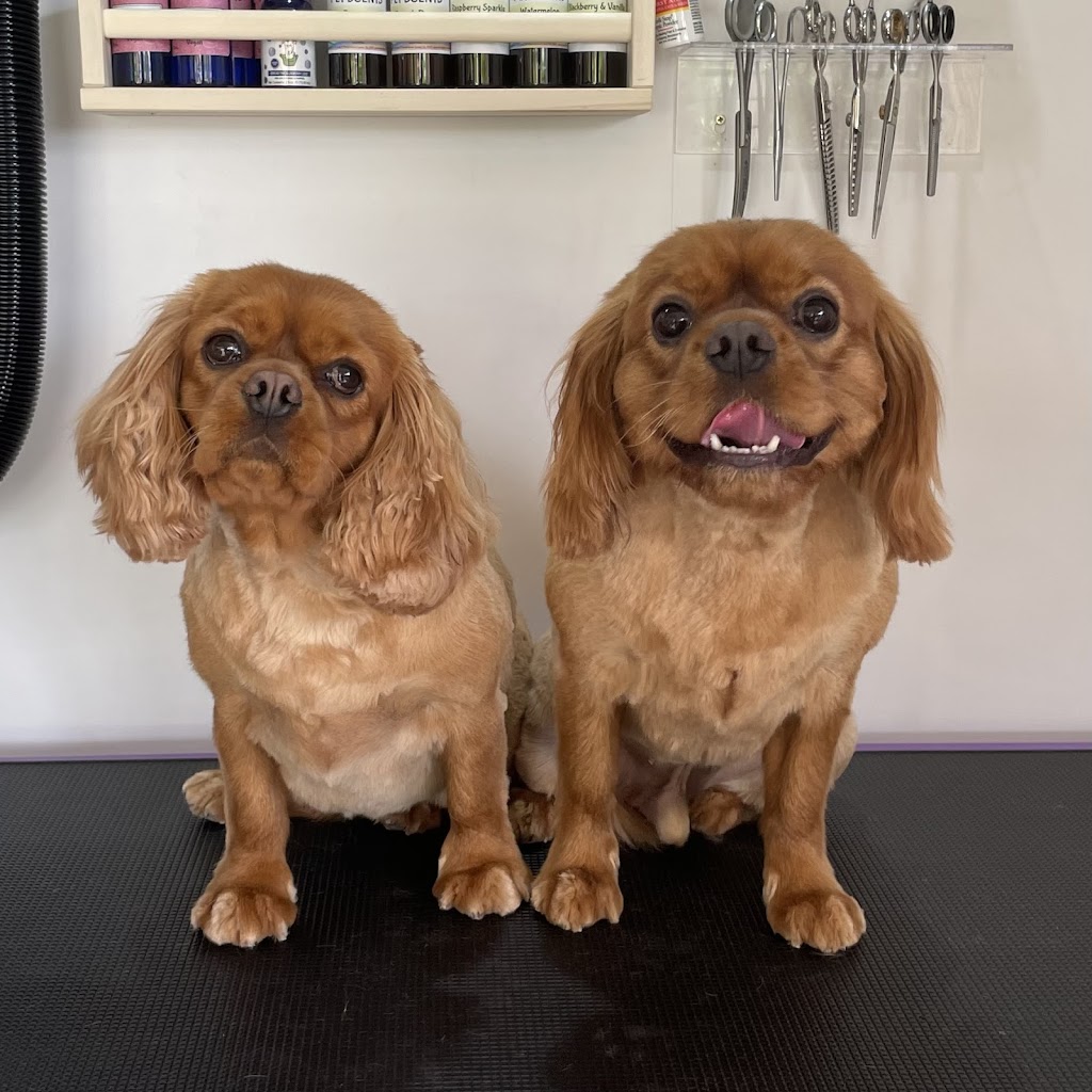 Cat & Dog Grooming by Erin | 86 Berallier Dr, Camden South NSW 2570, Australia | Phone: 0466 964 102