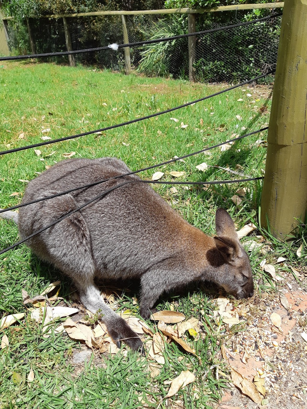 Jirrahlinga Koala and Wildlife Sanctuary | tourist attraction | 170-200 Taits Rd, Barwon Heads VIC 3227, Australia | 0352542484 OR +61 3 5254 2484