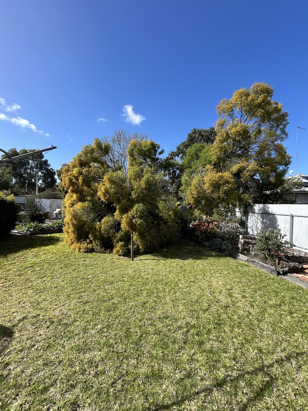 Big Timber Tree Care | 123 High St, Taradale VIC 3447, Australia | Phone: 0488 031 716