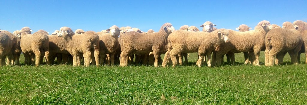 Kerin Poll Merino Stud | "Karuga Park", Bournewood Road, Yeoval NSW 2868, Australia | Phone: 0427 464 070