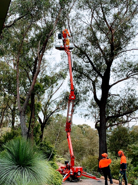 Barnes Tree Services | 36 Garrett St, Moss Vale NSW 2577, Australia | Phone: 0425 395 388