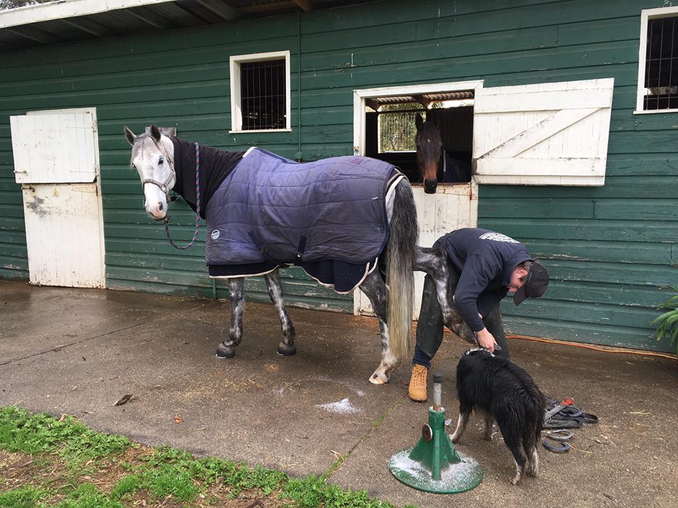 Andrew Hill Farrier Services | 50 Paps Ln, Mansfield VIC 3723, Australia | Phone: 0447 775 545