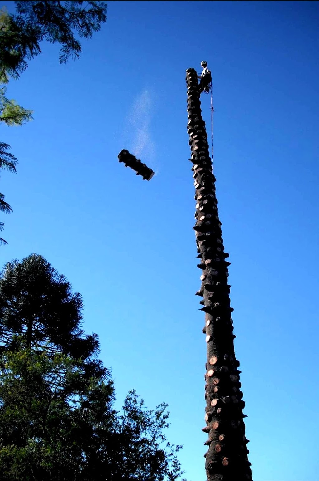 Silver Fern Tree Services | Phar Lap Cct, Port Macquarie NSW 2444, Australia | Phone: 0401 806 329