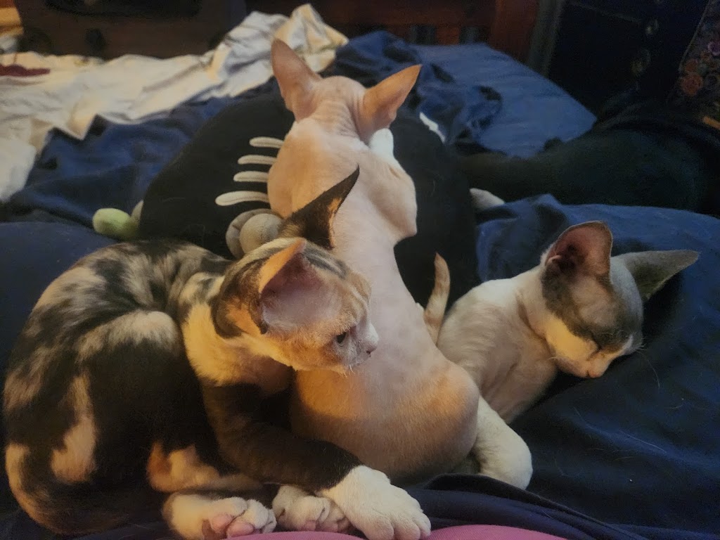 Kazzablanka Kennels and Kattery | Heritage Rd, Rubyvale QLD 4702, Australia | Phone: 0424 671 511