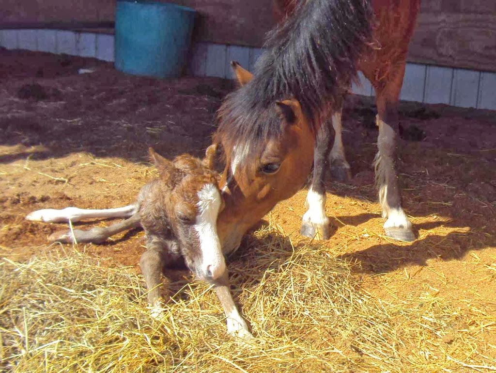 Genesis Park Equestrian Supplies and Welsh Pony Stud | pet store | 2 Urquharts Ln, Stroud NSW 2425, Australia | 0401174659 OR +61 401 174 659