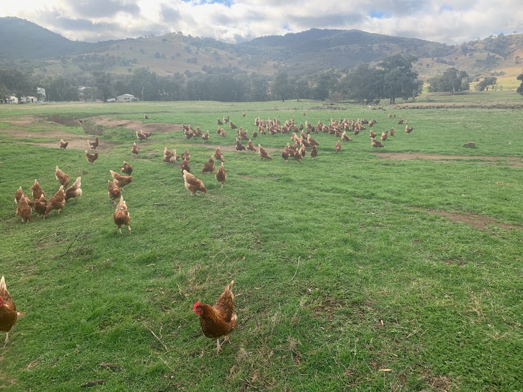 GREENMANTLE VALLEY PASTURED EGGS | 2198 Greenmantle Rd, Bigga NSW 2583, Australia | Phone: 0408 428 001