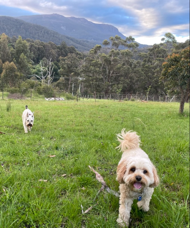 Dogs Holiday Havens |  | 51 Leslie Rd, Kingston TAS 7050, Australia | 0457600722 OR +61 457 600 722