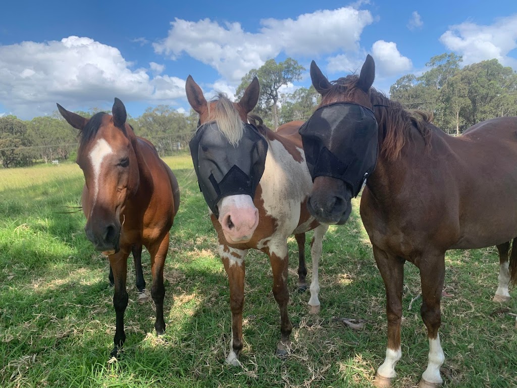 Equine Assisted Therapy Newcastle | George Booth Dr, Buchanan NSW 2323, Australia | Phone: 0414 494 116