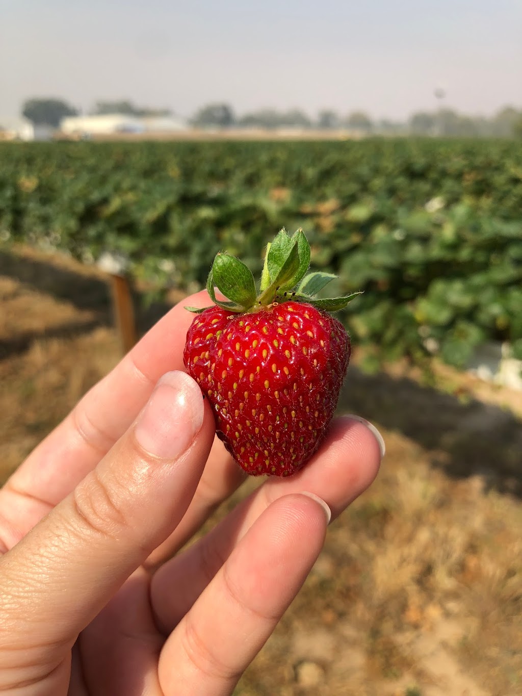 Bidgee Strawberries And Cream | Billagha St, Wagga Wagga NSW 2650, Australia | Phone: 0428 968 909