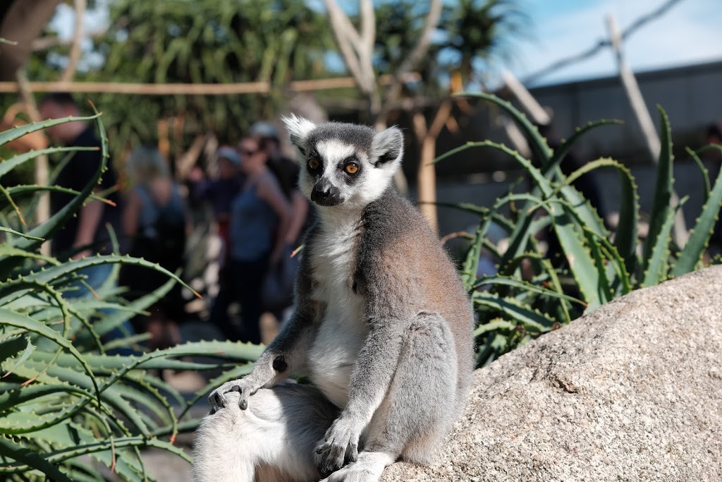 Melbourne Zoo | Elliott Ave, Parkville VIC 3052, Australia | Phone: 1300 966 784