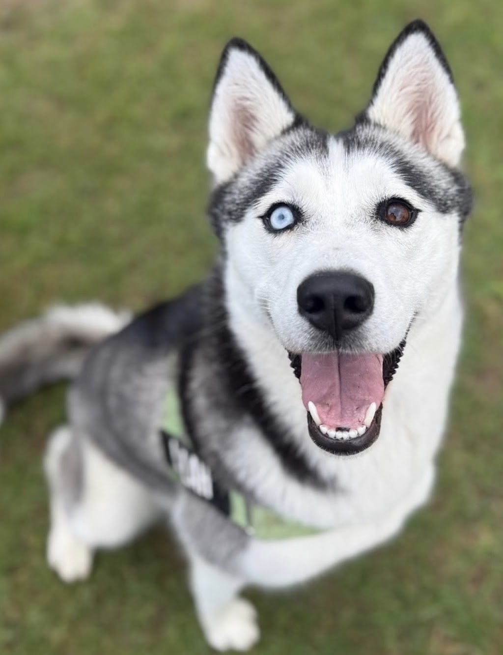 Hilltop Pups Dog Boarding | 2483 Freemantle Rd, Killongbutta NSW 2795, Australia | Phone: 0438 274 491