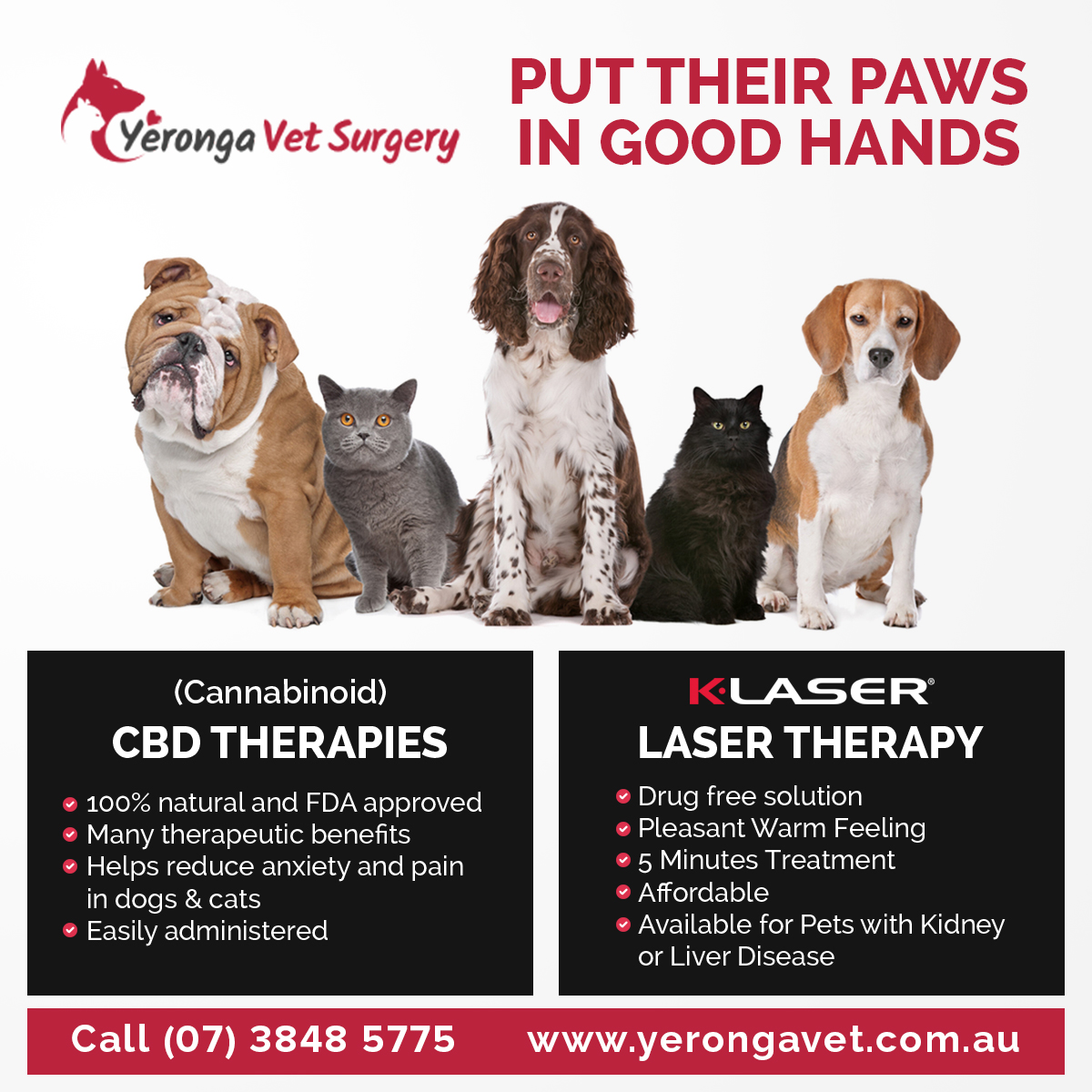 Yeronga Vet Surgery | 17 Railway Rd, Fairfield QLD 4103, Australia | Phone: (07) 3848 5775