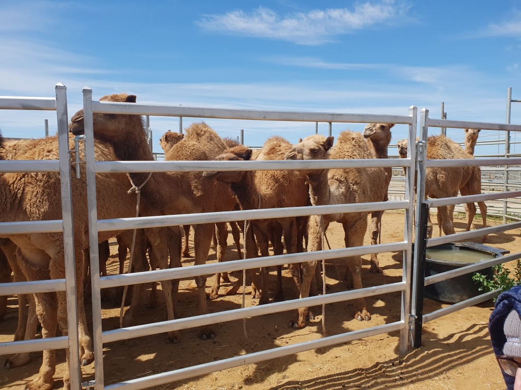 The Camel Milk Co Australia | store | 307 Webb Rd, Kyabram VIC 3620, Australia | 0400969336 OR +61 400 969 336