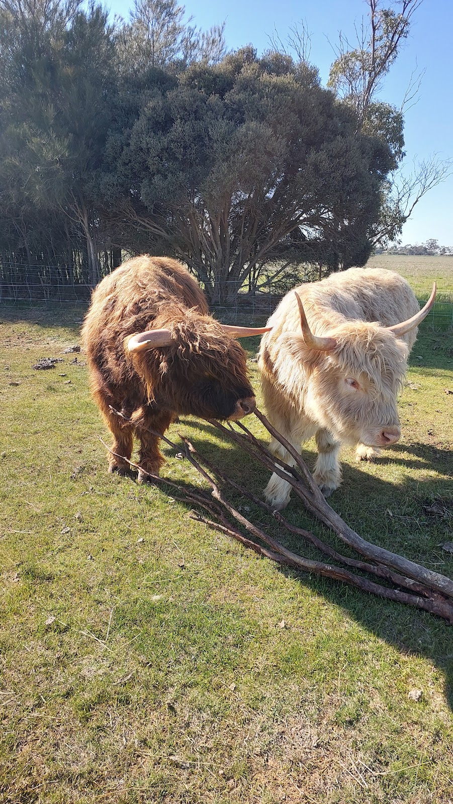 Point Little Farm | 687 Echuca West School Rd, Echuca West VIC 3564, Australia | Phone: 0407 703 198