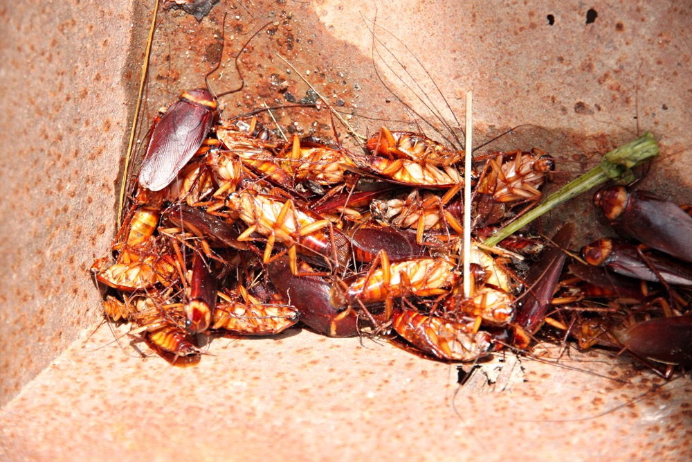 Creepy Crawlies Pest Control / Penrith | home goods store | 41 Menzies Cct, St Clair NSW 2759, Australia | 0298346881 OR +61 2 9834 6881