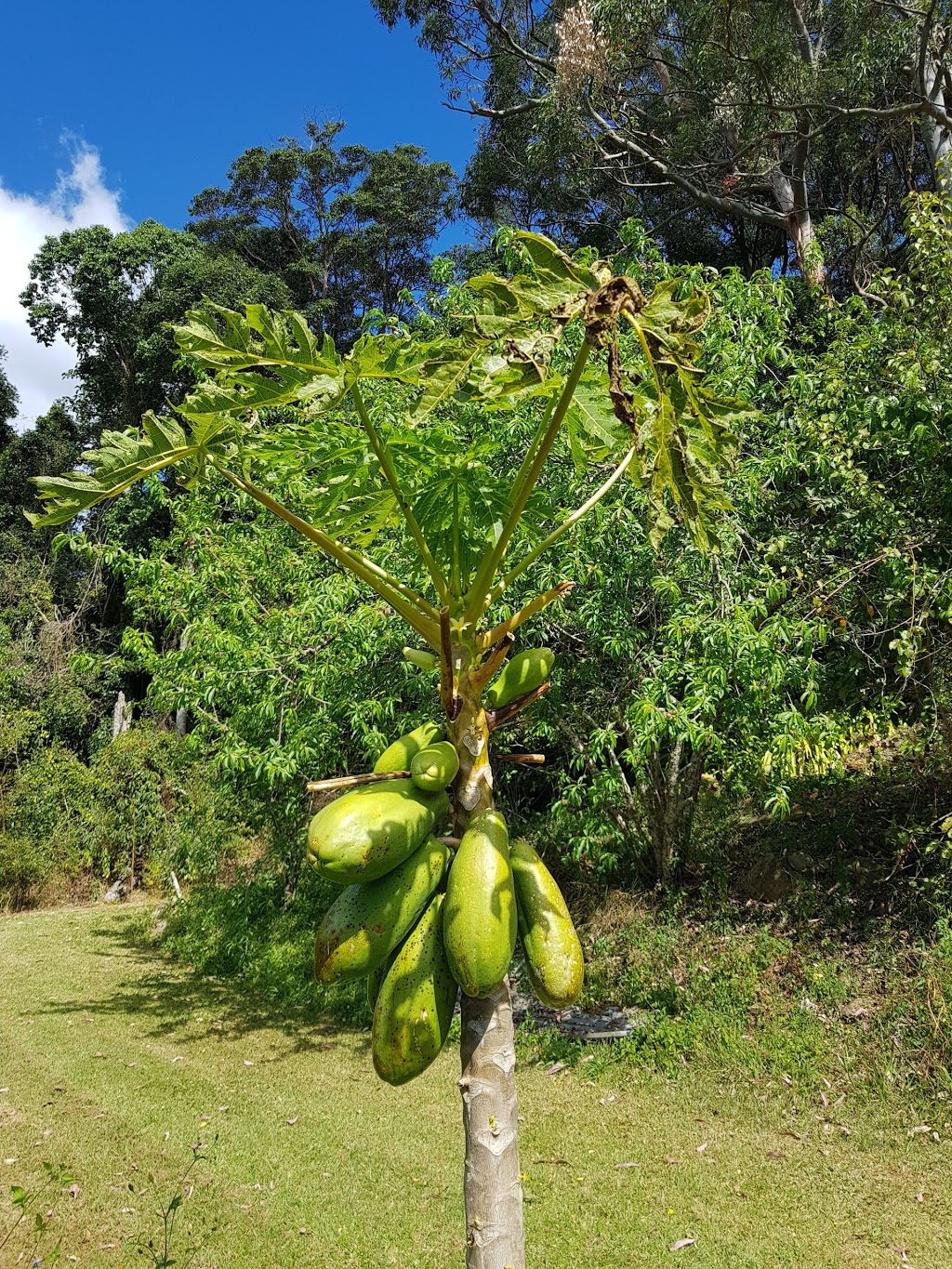 Phoenix Sculpture Garden, Graham Radcliffe | 59 Fahey Rd, Mount Glorious QLD 4520, Australia | Phone: 0410 030 870