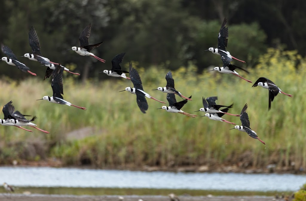 Eve St Wetlands | 15 Eve St, Arncliffe NSW 2205, Australia