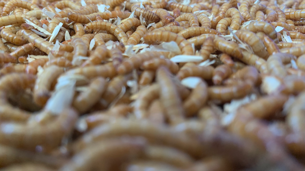 West Coast Mealworms | store | 4 Cockatiel Way, Beeliar WA 6164, Australia | 0407422420 OR +61 407 422 420