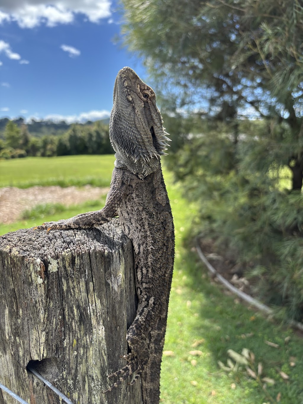 Conserve AU- Reptile Relocations & Education | 20 Ascot Cres, Samford Valley QLD 4520, Australia | Phone: 0459 468 450