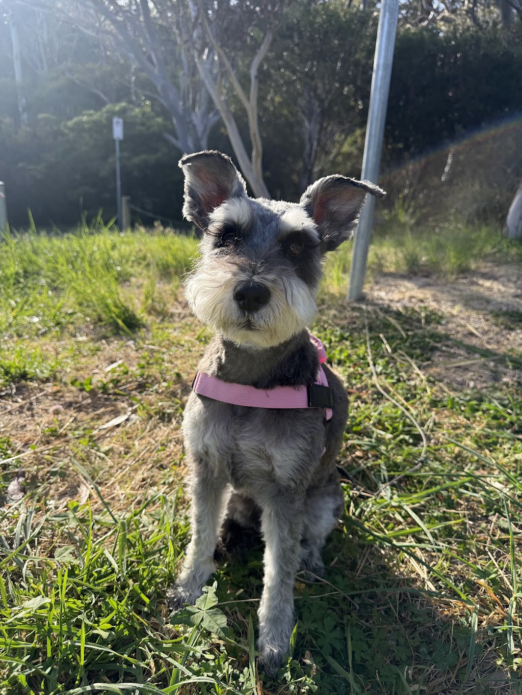 Emmas Puppy Parlour | 48A Stewards Dr, Stream Hill NSW 2526, Australia | Phone: 0414 249 707