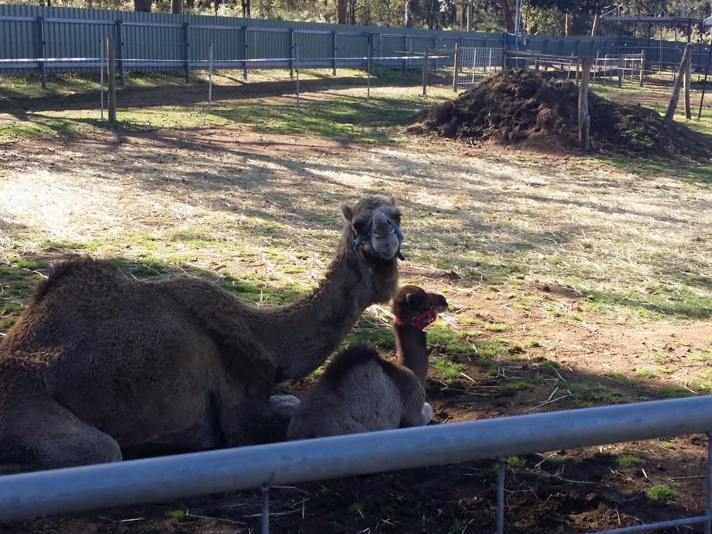 Calamunnda Camel Farm | zoo | 361 Paulls Valley Rd, Paulls Valley WA 6076, Australia | 0892931156 OR +61 8 9293 1156