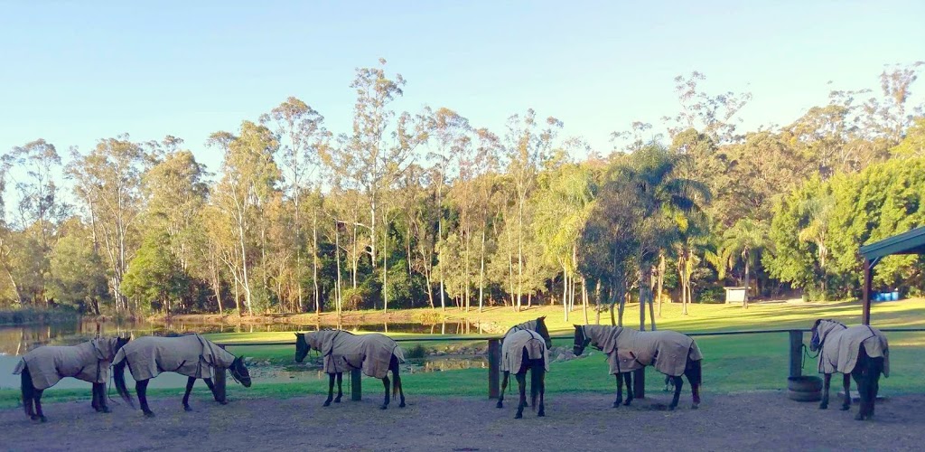 Horse Riding Hinterland | Cedar Creek Falls Rd, Tamborine QLD 4270, Australia | Phone: (07) 5545 7963