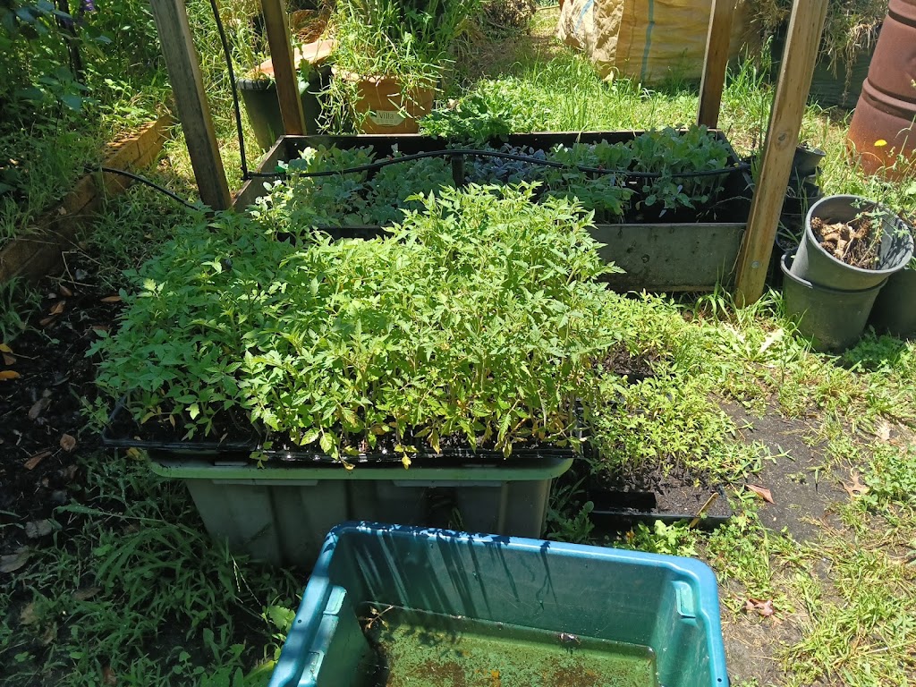 Rosemeadow Veggies Seedlings | 5 Fitzgibbon Ln, Rosemeadow NSW 2560, Australia | Phone: 0412 598 242