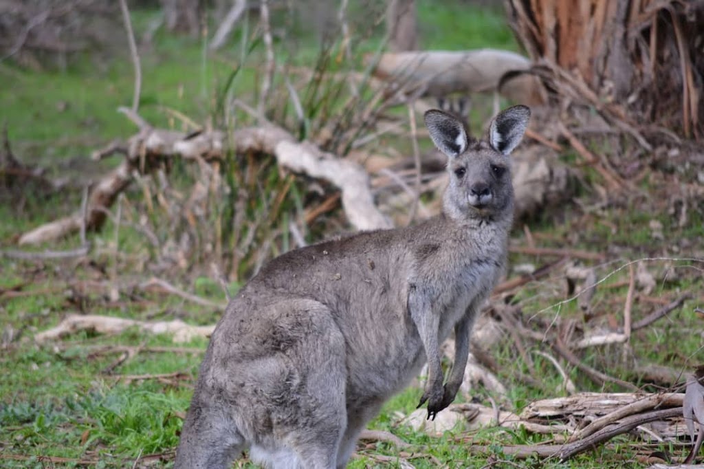 Bayles Fauna Reserve | tourist attraction | 630 Koo Wee Rup-Longwarry Rd, Bayles VIC 3981, Australia | 0409385573 OR +61 409 385 573
