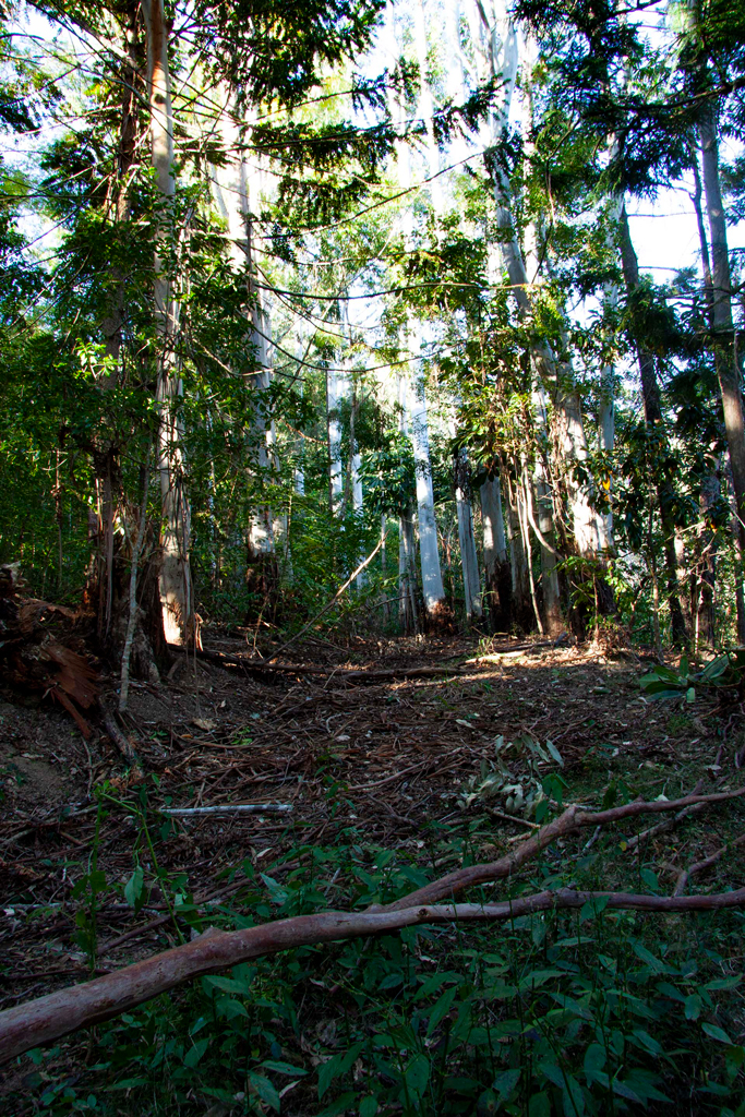 Earth Tribe Forest School | 1033 Cedar Pocket Rd, Cedar Pocket QLD 4570, Australia | Phone: 0416 588 011