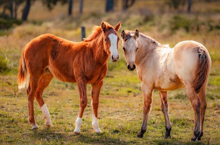 FHT Equine | 26 McNairn Rd, Crows Nest QLD 4355, Australia | Phone: 0402 581 423