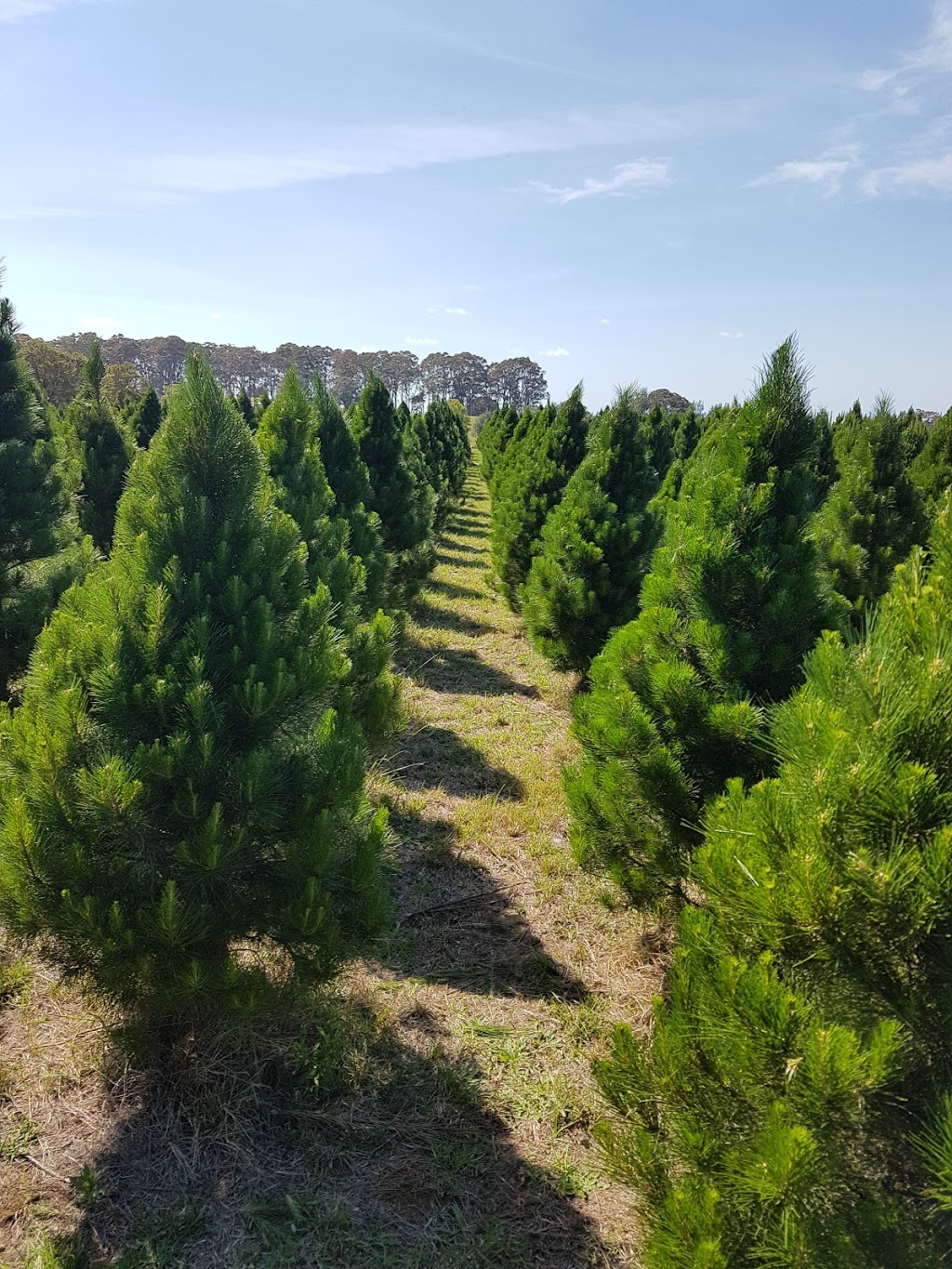 Parma Christmas Tree Farm |  | 751 Parma Rd, Parma NSW 2540, Australia | 0417684001 OR +61 417 684 001