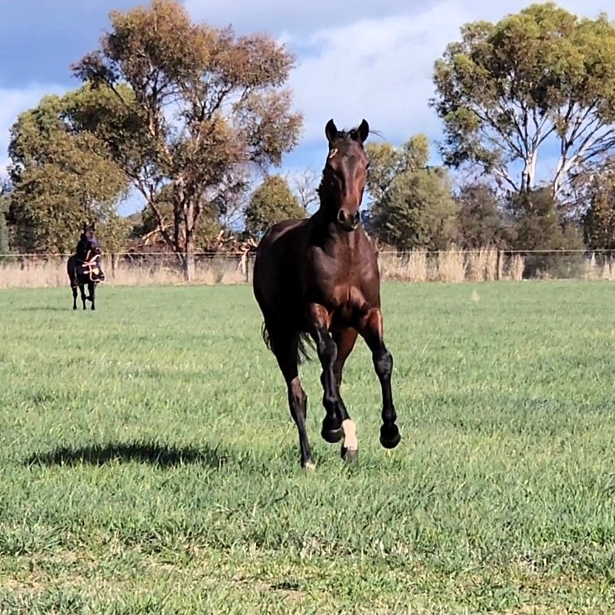 Willowood Farms | 515 River Rd, Murchison East VIC 3610, Australia | Phone: 0400 664 144