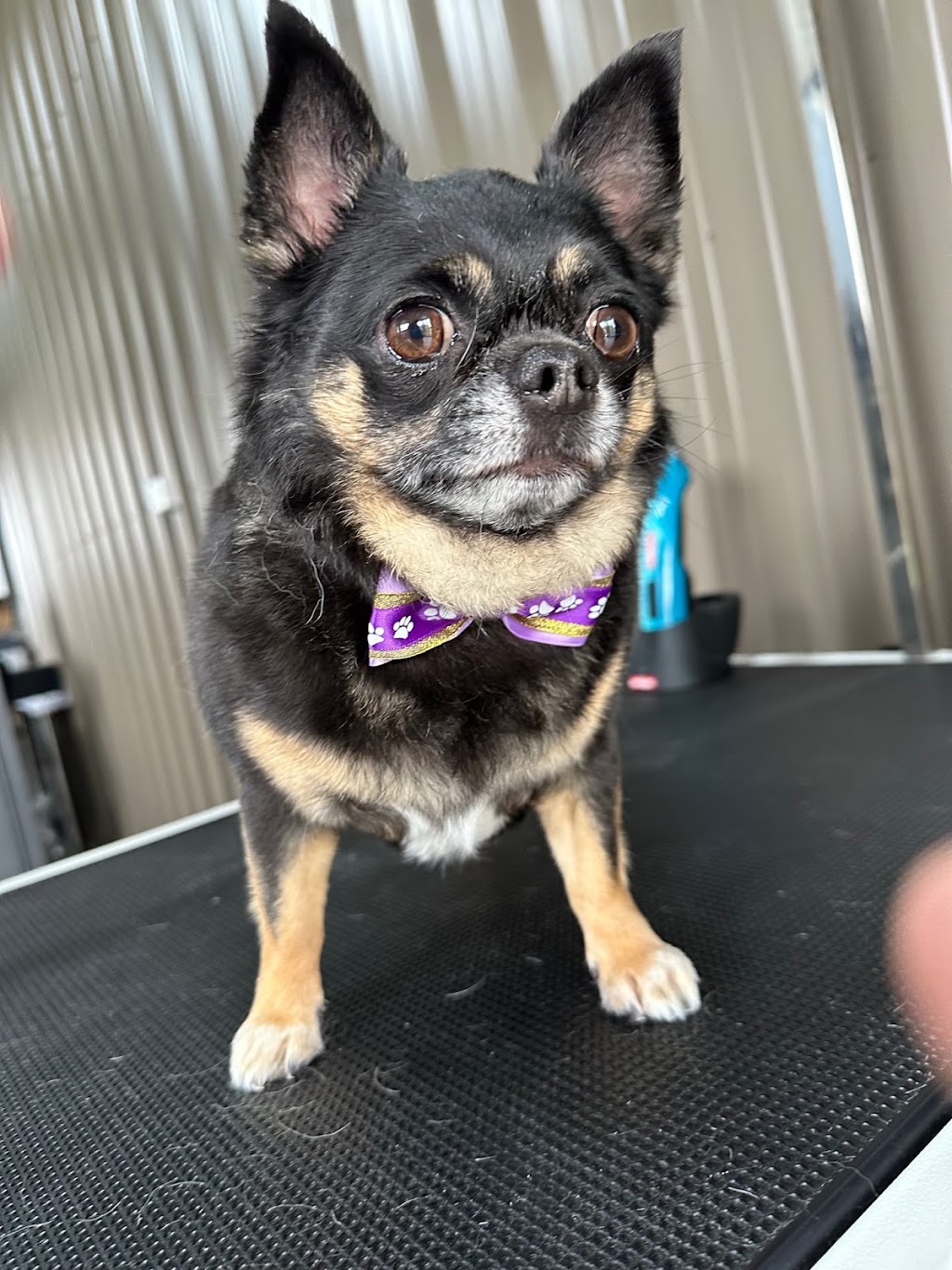 Emberlane Dog Grooming | 8 Elizabeth Dr, Griffith NSW 2680, Australia | Phone: 0491 701 326