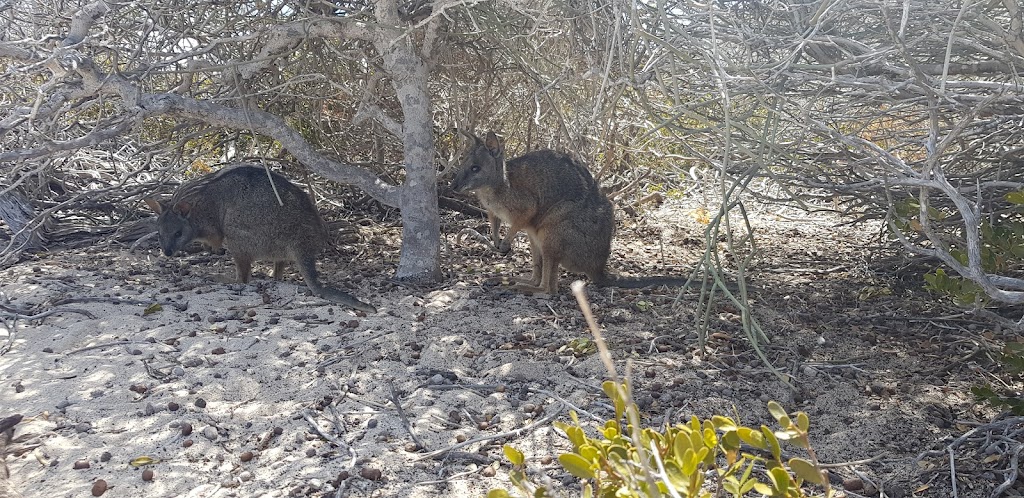 Abrolhos Island | Houtman Abrolhos WA 6530, Australia | Phone: (08) 9956 6674