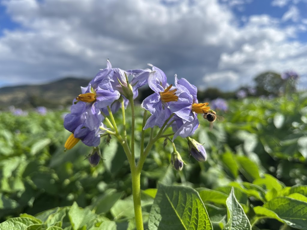 Tenthill Baptist Church | 979 Tenthill Creek Rd, Upper Tenthill QLD 4343, Australia | Phone: (07) 5462 7380