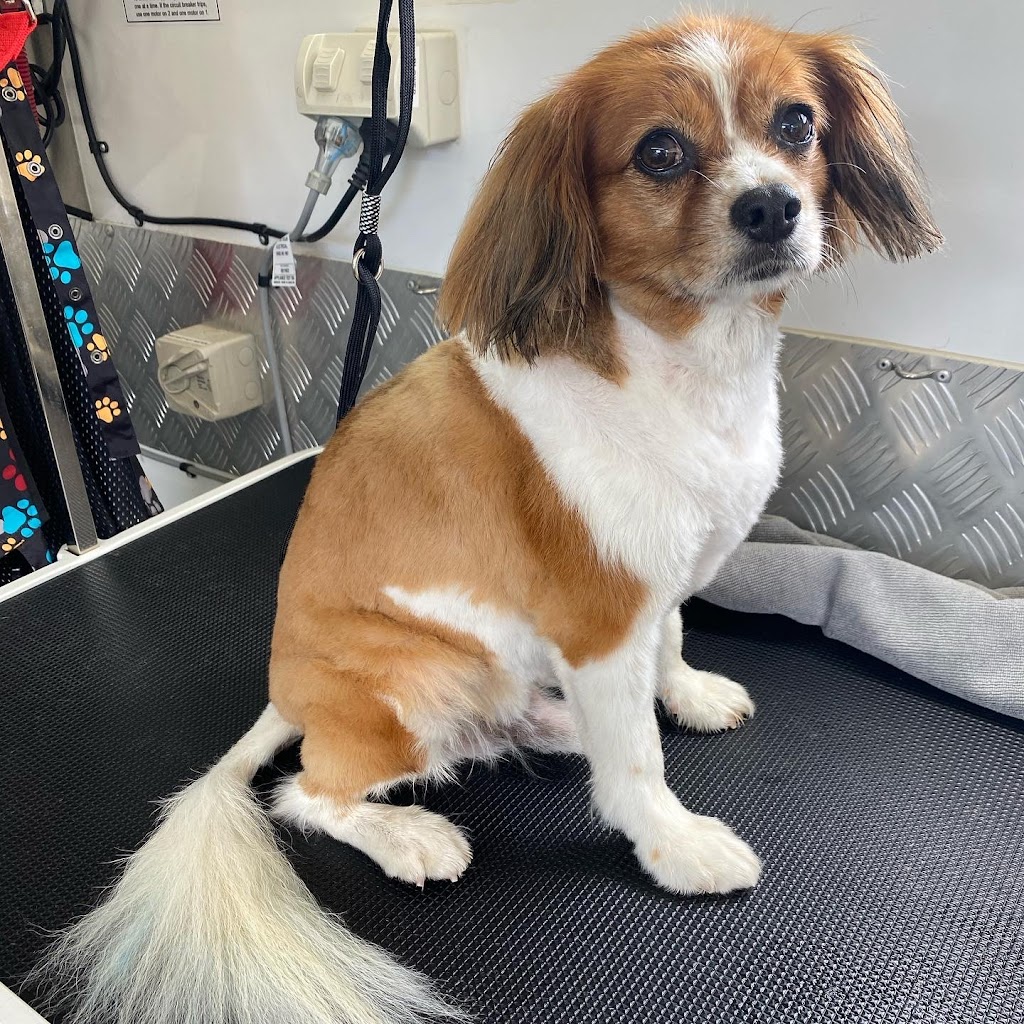 The Happy Groomer | 1 Cedar Vale Rd, Cedar Vale QLD 4285, Australia | Phone: 0412 770 213