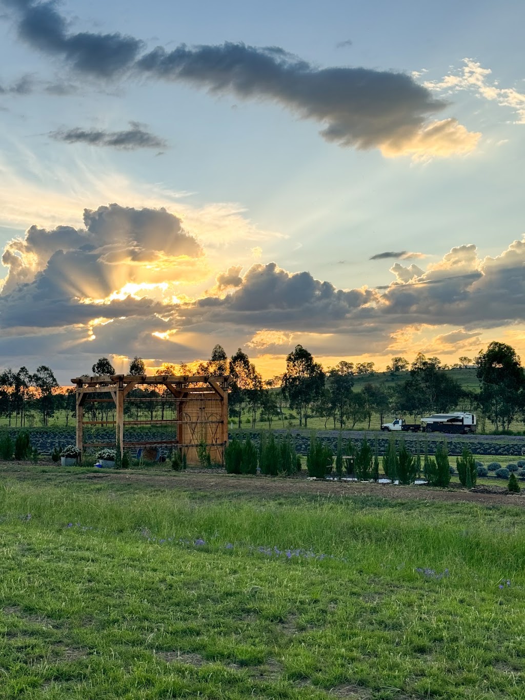 Back Paddock Botanical - Lavender and Herb Farm | 274 Goombungee Meringandan Rd, Goombungee QLD 4354, Australia | Phone: 0400 684 643