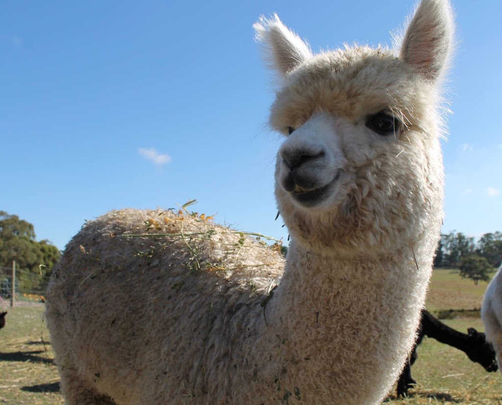 Forrestgate Alpacas | 2641 Colac-Forrest Rd, Forrest VIC 3236, Australia | Phone: (03) 5236 6376