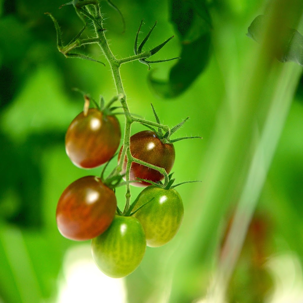 Allegro Farm | 12 Archer Rd, Spring Creek QLD 4343, Australia | Phone: 0403 245 522