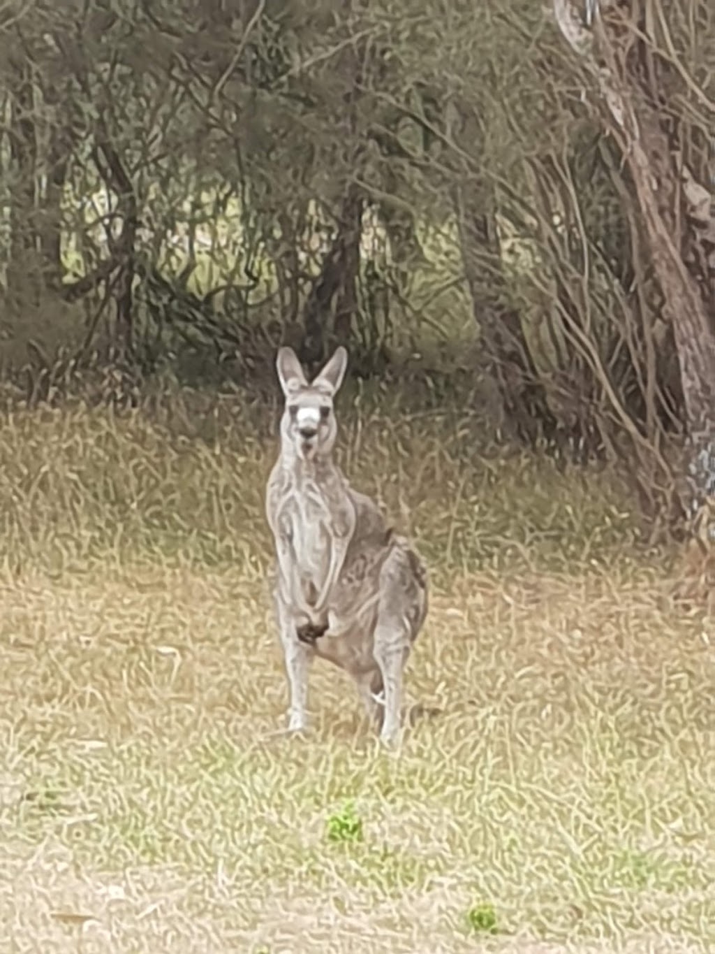 Picnic Point Camp Ground | campground | Delatite Plantation Rd, Lake Eildon VIC 3713, Australia