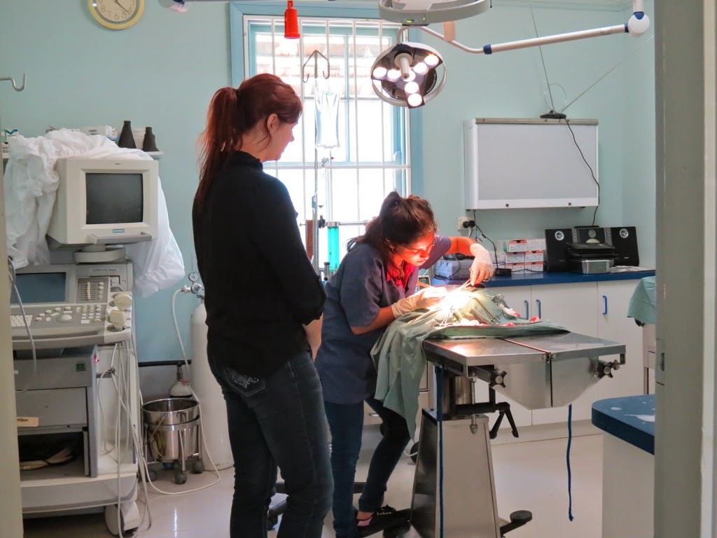 Rod Yeatman & Associates-Dapto Veterinary Hospital | 164 Princes Hwy, Dapto NSW 2530, Australia | Phone: (02) 4261 4055