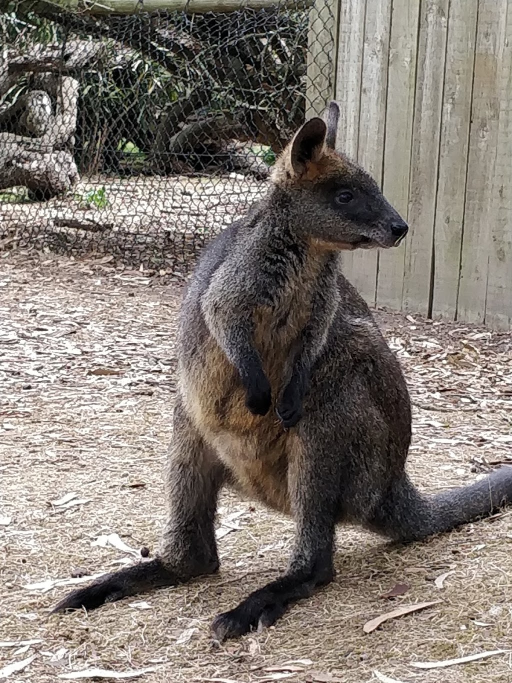 Phillip Island Wildlife Park | 2115 Phillip Island Rd, Cowes VIC 3922, Australia | Phone: (03) 5952 2038