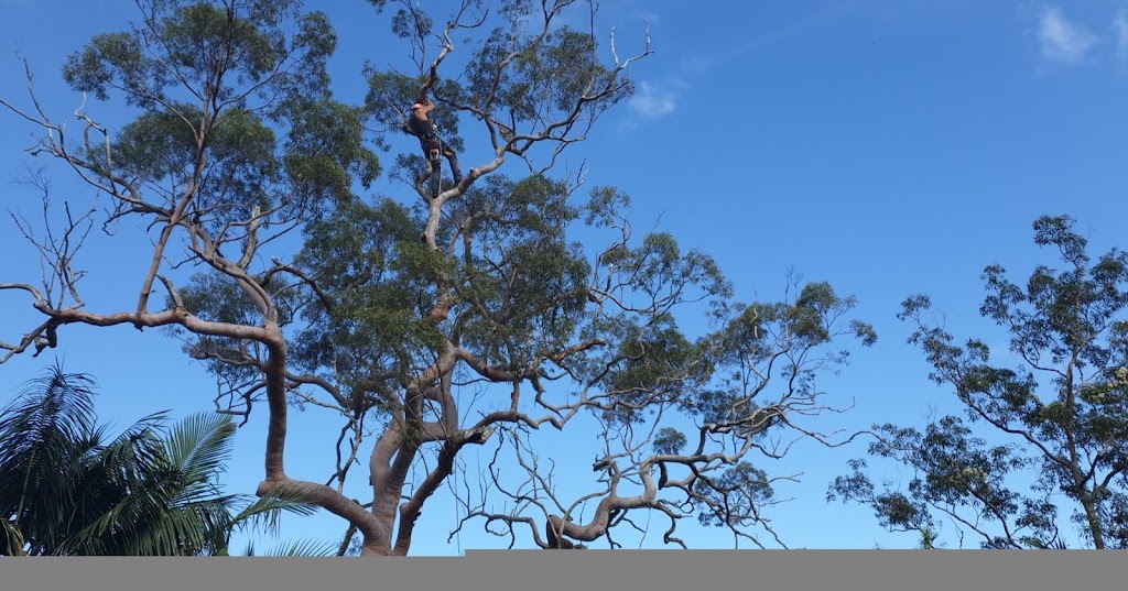 NATIVE TREE SERVVICES | 343 Cabbage Tree Rd, Williamtown NSW 2318, Australia | Phone: 0422 174 966