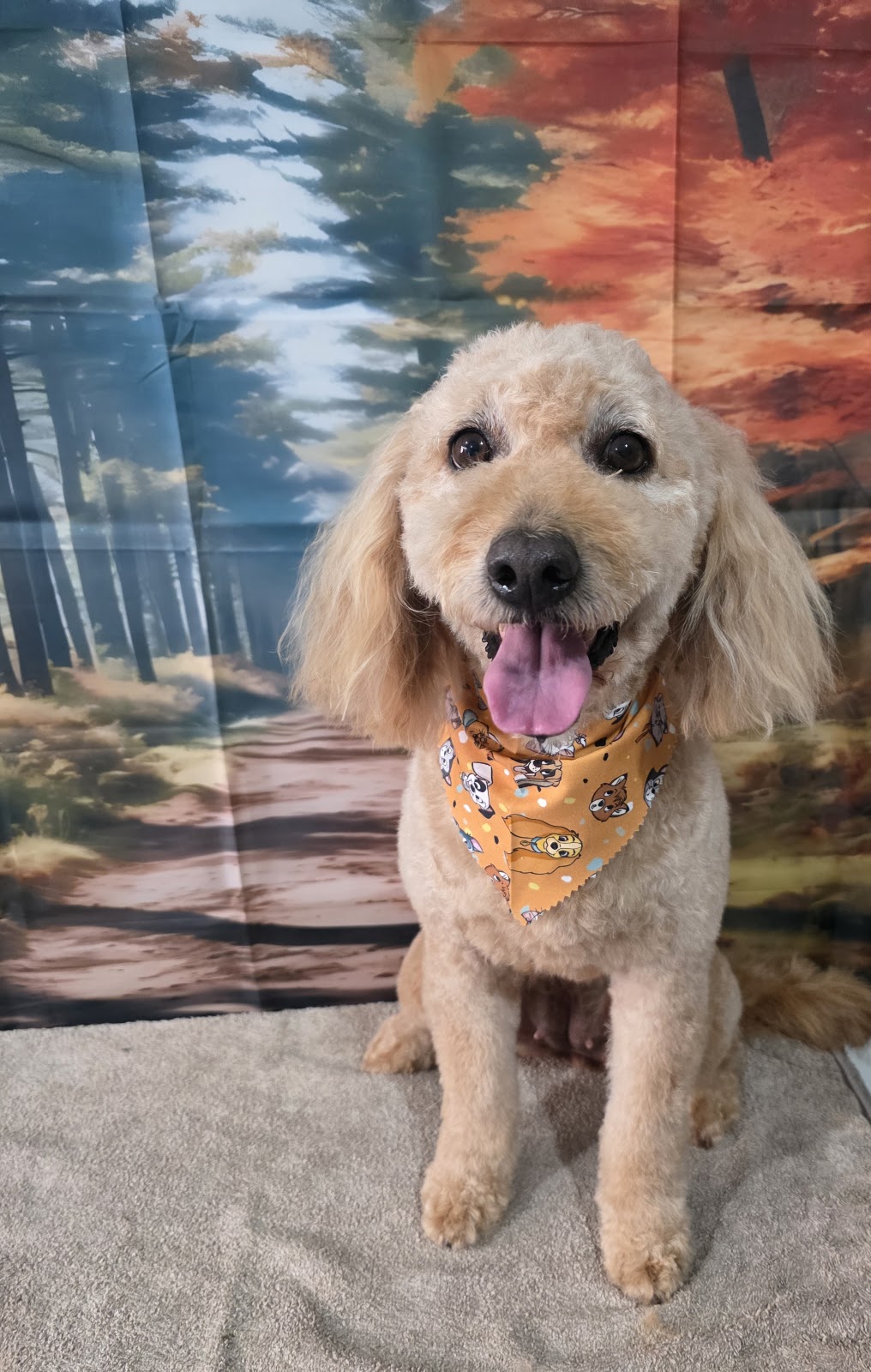 Prime Paws Grooming Salon | 600 Bitcon Rd, Toolamba West VIC 3614, Australia | Phone: 0411 782 190