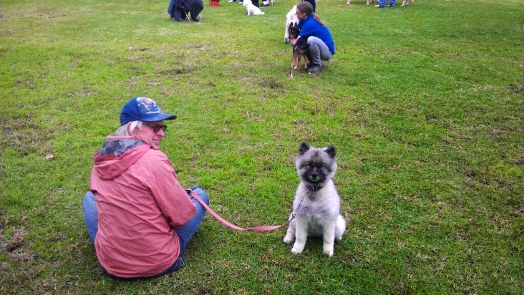 Eastern Suburbs Dog Training | park | Musgrave Ave, Centennial Park NSW 2022, Australia