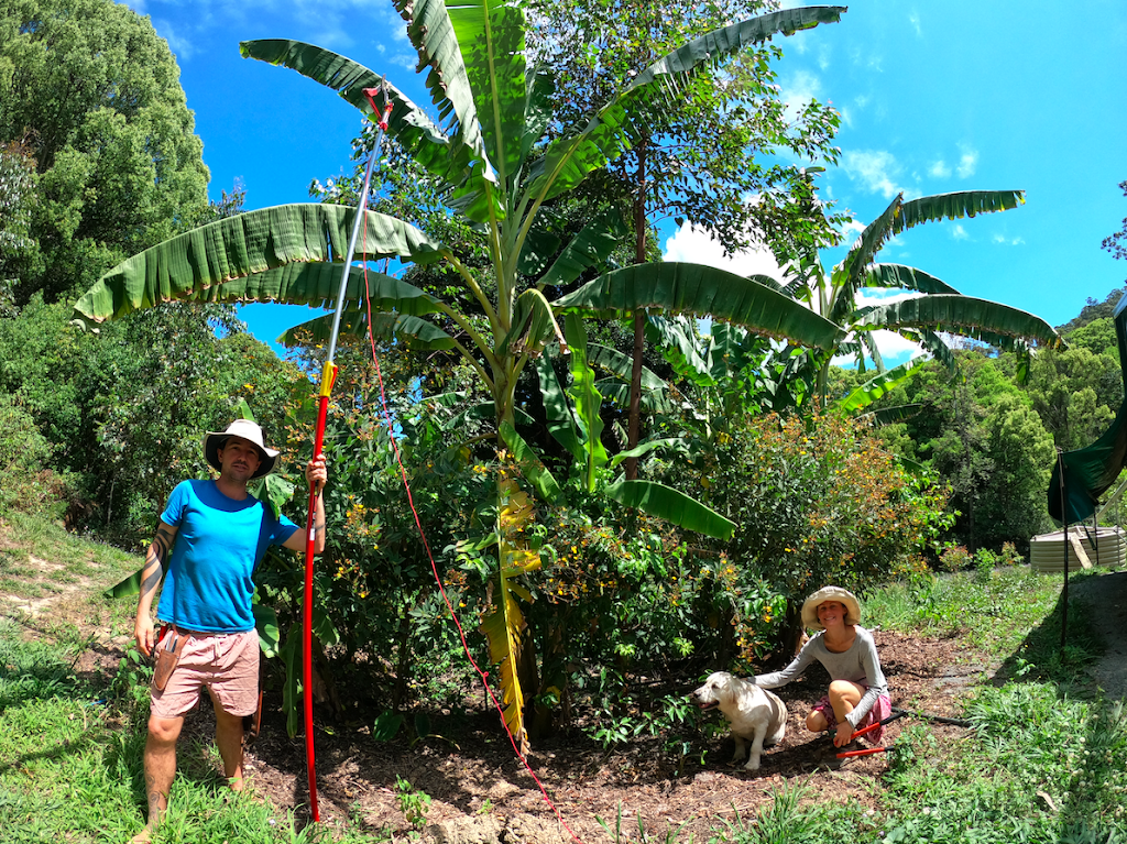 Syntropic Gardener | 128 Bonnydoon Rd, Uki NSW 2484, Australia | Phone: 0431 394 756