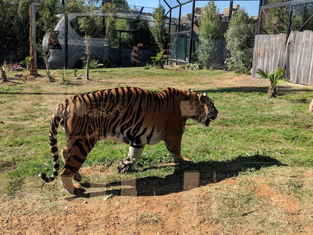 National Zoo & Aquarium | zoo | 999 Lady Denman Dr, Yarralumla ACT 2611, Australia | 0262878400 OR +61 2 6287 8400