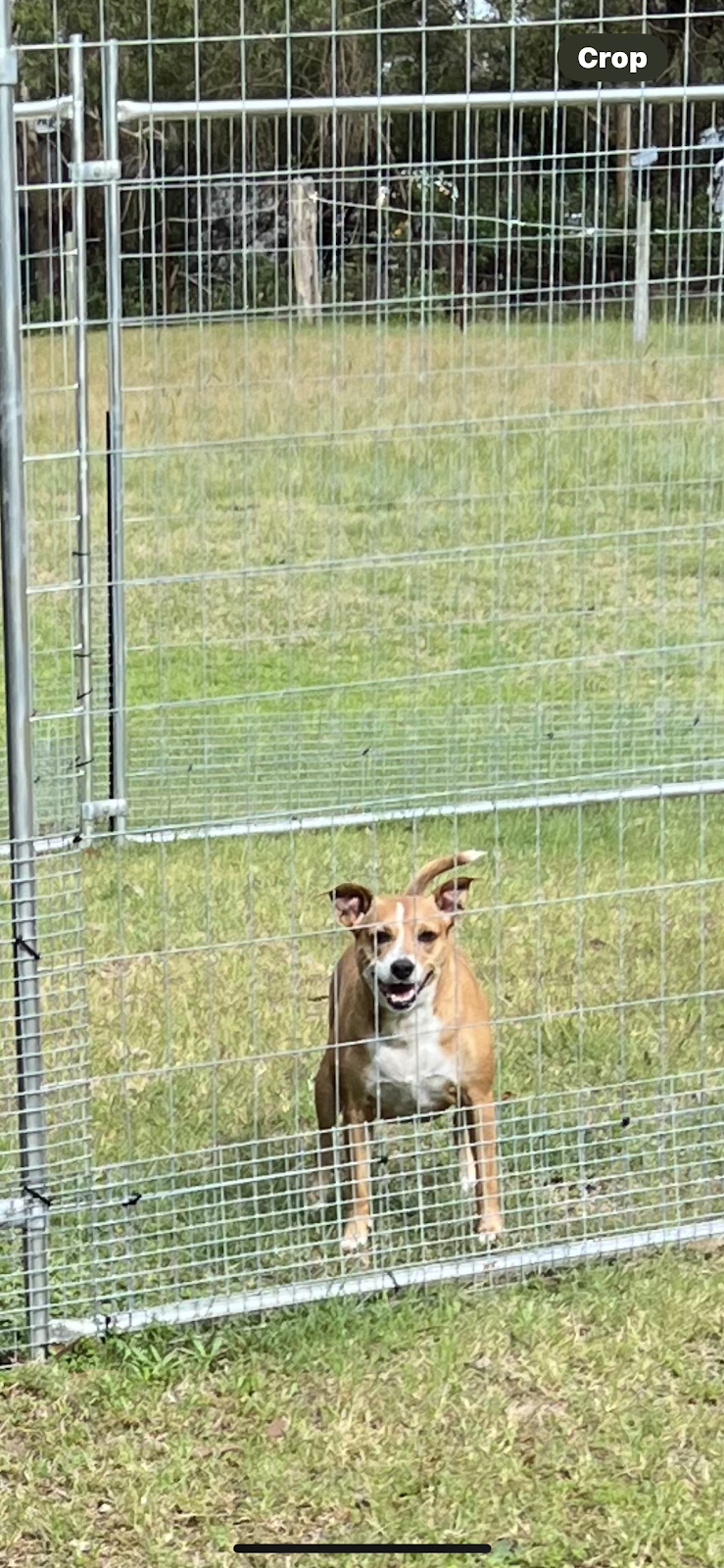 Cejs boarding kennels and cattery | 3409 Nelson Bay Rd, Bobs Farm NSW 2316, Australia | Phone: 0434 230 292
